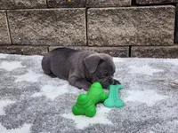 Sophie , a female French Bulldog for sale in Shipshewana, IN – 7 of 10