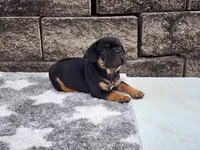 Logan, a male French Bulldog for sale in Shipshewana, IN – 5 of 6