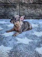 Daisy , a female French Bulldog for sale in Shipshewana, IN – 2 of 10