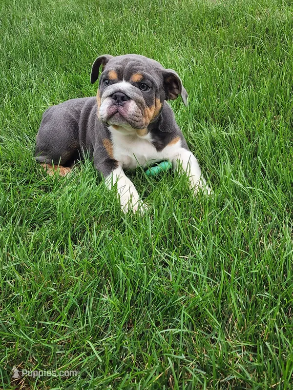 Ada – English Bulldog puppy for sale in Shipshewana, IN