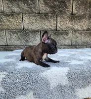 Jazz, a male French Bulldog for sale in Shipshewana, IN – 10 of 10