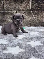 Prince, a male French Bulldog for sale in Shipshewana, IN – 7 of 8