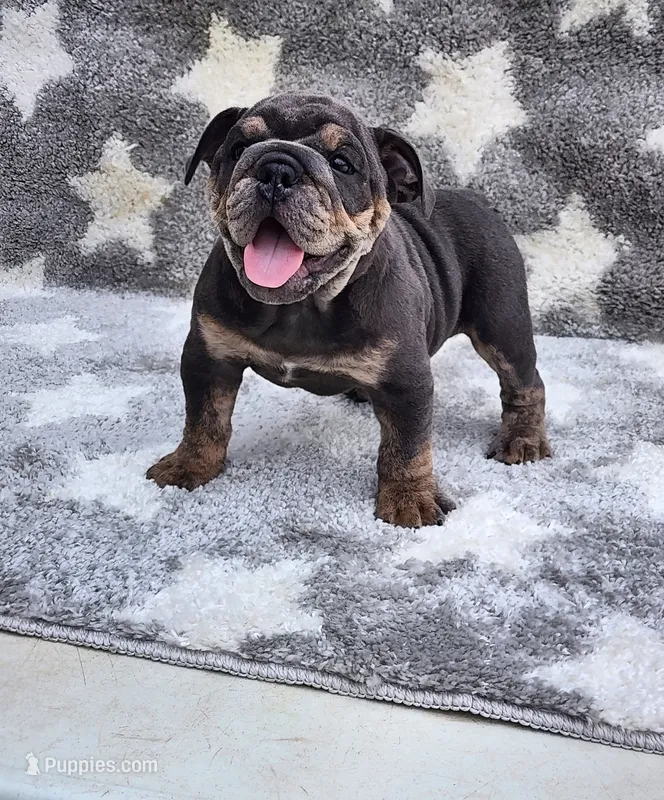 Milo – English Bulldog puppy for sale in Shipshewana, IN