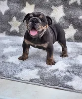 Milo, a male English Bulldog for sale in Shipshewana, IN – 1 of 6