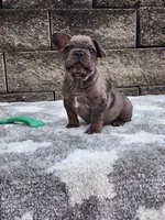 Ollie , a male French Bulldog for sale in Shipshewana, IN – 5 of 6