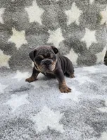 Milo, a male English Bulldog for sale in Shipshewana, IN – 2 of 6