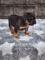 Cooper , a male French Bulldog for sale in Shipshewana, IN – 3 of 7