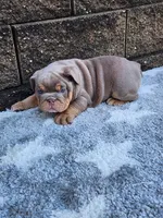 Gigi, a female English Bulldog for sale in Shipshewana, IN – 6 of 8