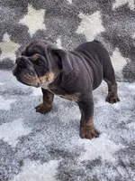 Milo, a male English Bulldog for sale in Shipshewana, IN – 3 of 6
