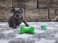 Sophie , a female French Bulldog for sale in Shipshewana, IN – 8 of 10