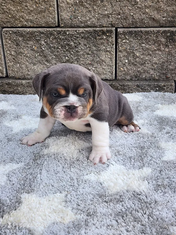 Ada – English Bulldog puppy for sale in Shipshewana, IN