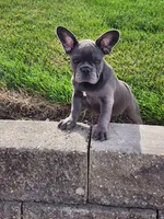 Sophie , a female French Bulldog for sale in Shipshewana, IN – 1 of 7