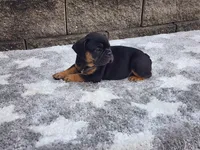 Logan, a male French Bulldog for sale in Shipshewana, IN – 2 of 6