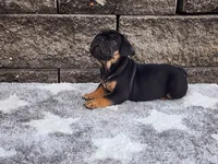 Logan, a male French Bulldog for sale in Shipshewana, IN – 4 of 6