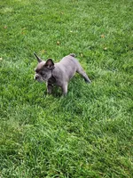 Sophie , a female French Bulldog for sale in Shipshewana, IN – 3 of 7