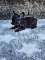 Gus , a male French Bulldog for sale in Shipshewana, IN – 3 of 8