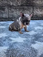 Daisy , a female French Bulldog for sale in Shipshewana, IN – 10 of 10