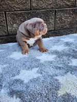 Gigi, a female English Bulldog for sale in Shipshewana, IN – 4 of 8