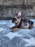Axel, a male French Bulldog for sale in Shipshewana, IN – 7 of 7