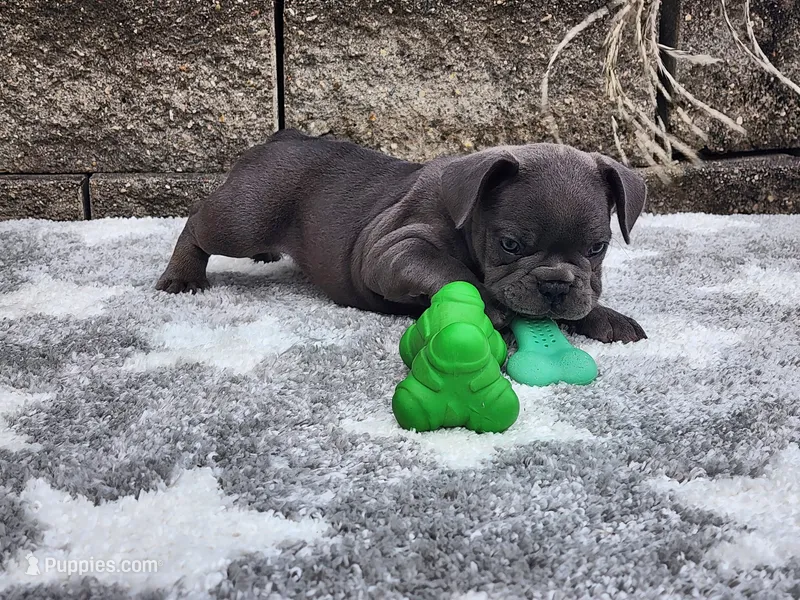 Sophie  – French Bulldog puppy for sale in Shipshewana, IN