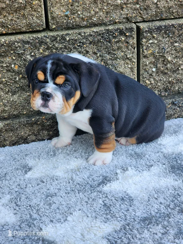 Lola – English Bulldog puppy for sale in Shipshewana, IN