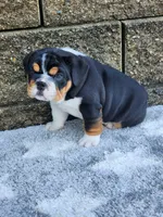 Lola, a female English Bulldog for sale in Shipshewana, IN – 6 of 8