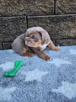 Gigi, a female English Bulldog for sale in Shipshewana, IN – 3 of 8