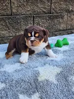 Peggy , a female English Bulldog for sale in Shipshewana, IN – 5 of 9