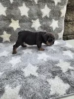 Milo, a male English Bulldog for sale in Shipshewana, IN – 4 of 6