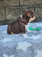 Peggy , a female English Bulldog for sale in Shipshewana, IN – 9 of 9
