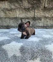 Jazz, a male French Bulldog for sale in Shipshewana, IN – 4 of 10