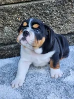 Lola, a female English Bulldog for sale in Shipshewana, IN – 4 of 8