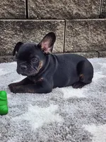 Gus , a male French Bulldog for sale in Shipshewana, IN – 5 of 7