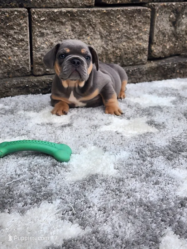 Quinn  – French Bulldog puppy for sale in Shipshewana, IN