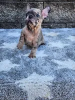Daisy , a female French Bulldog for sale in Shipshewana, IN – 3 of 10