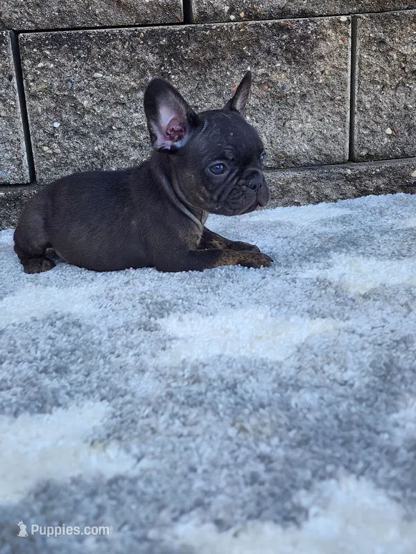 Gus  – French Bulldog puppy for sale in Shipshewana, IN