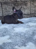 Gus , a male French Bulldog for sale in Shipshewana, IN – 1 of 8