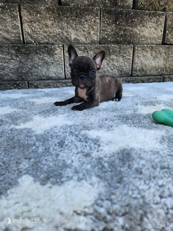 Jazz – French Bulldog puppy for sale in Shipshewana, IN
