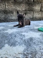 Jazz, a male French Bulldog for sale in Shipshewana, IN – 1 of 10