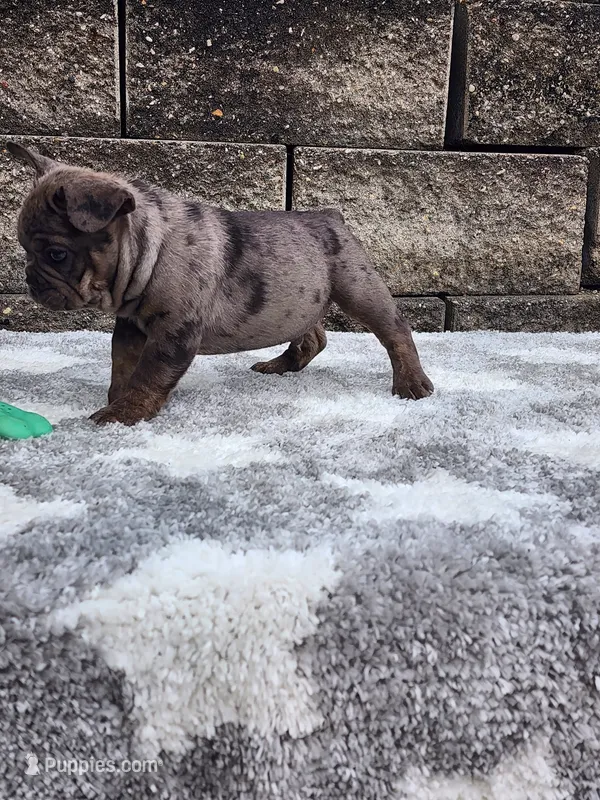Ollie  – French Bulldog puppy for sale in Shipshewana, IN