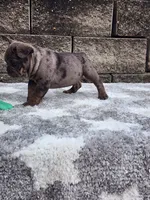 Ollie , a male French Bulldog for sale in Shipshewana, IN – 1 of 6