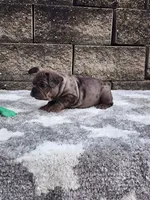 Ollie , a male French Bulldog for sale in Shipshewana, IN – 6 of 6