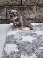 Quinn , a male French Bulldog for sale in Shipshewana, IN – 8 of 8