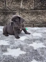 Prince, a male French Bulldog for sale in Shipshewana, IN – 8 of 8