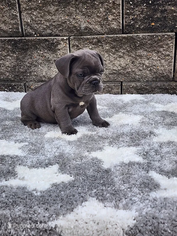 Prince – French Bulldog puppy for sale in Shipshewana, IN