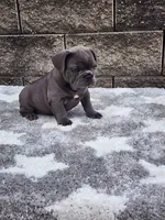 Prince, a male French Bulldog for sale in Shipshewana, IN – 1 of 8