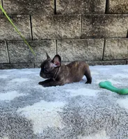 Jazz, a male French Bulldog for sale in Shipshewana, IN – 6 of 10