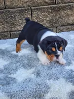 Lola, a female English Bulldog for sale in Shipshewana, IN – 3 of 8