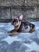 Axel, a male French Bulldog for sale in Shipshewana, IN – 5 of 7