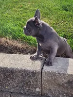 Sophie , a female French Bulldog for sale in Shipshewana, IN – 4 of 7